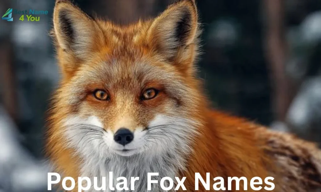Popular Fox Names